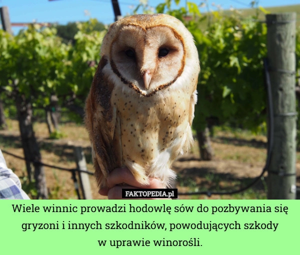 Wiele winnic prowadzi hodowlę sów do pozbywania się gryzoni i innych szkodników,